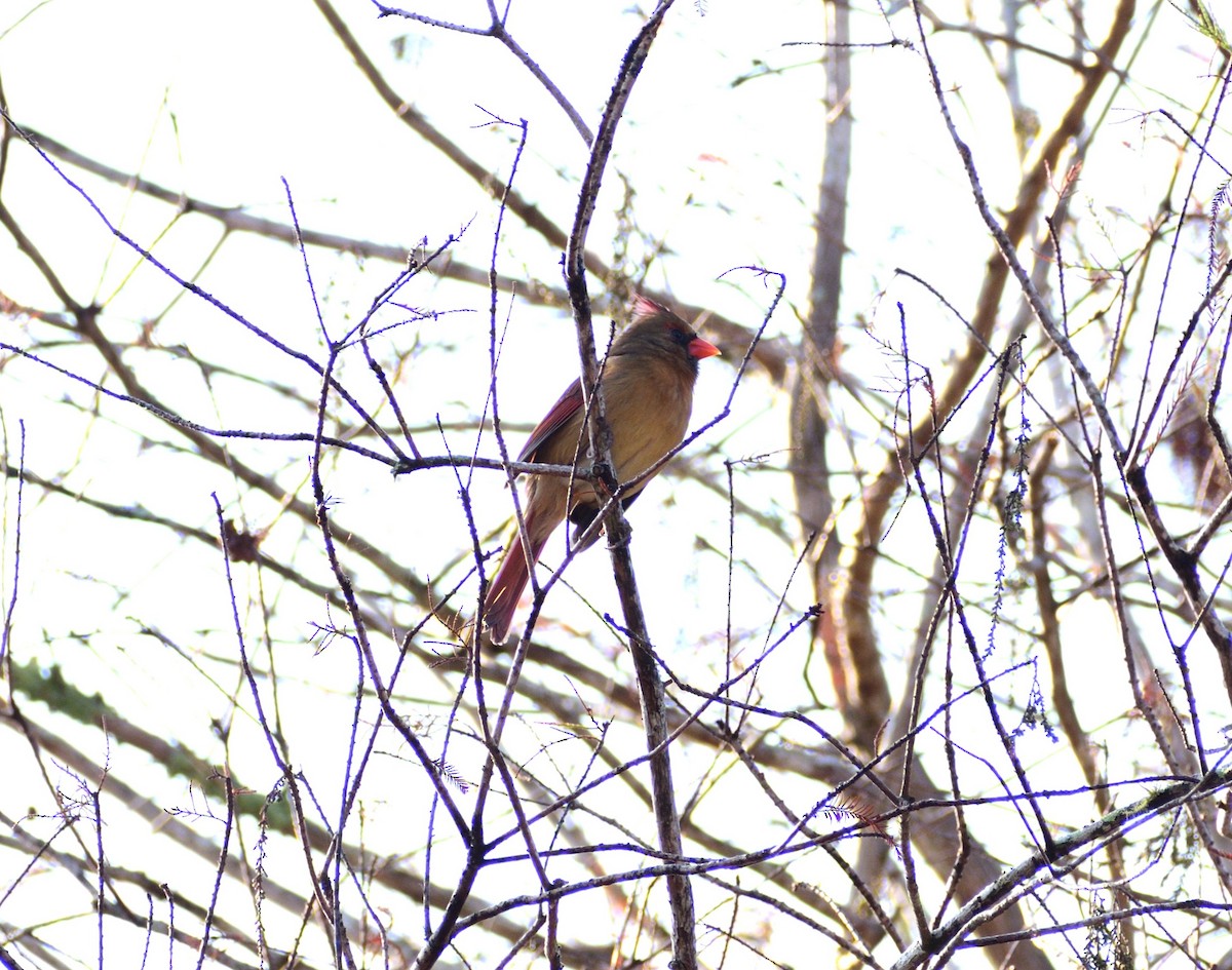 ショウジョウコウカンチョウ - ML646365252