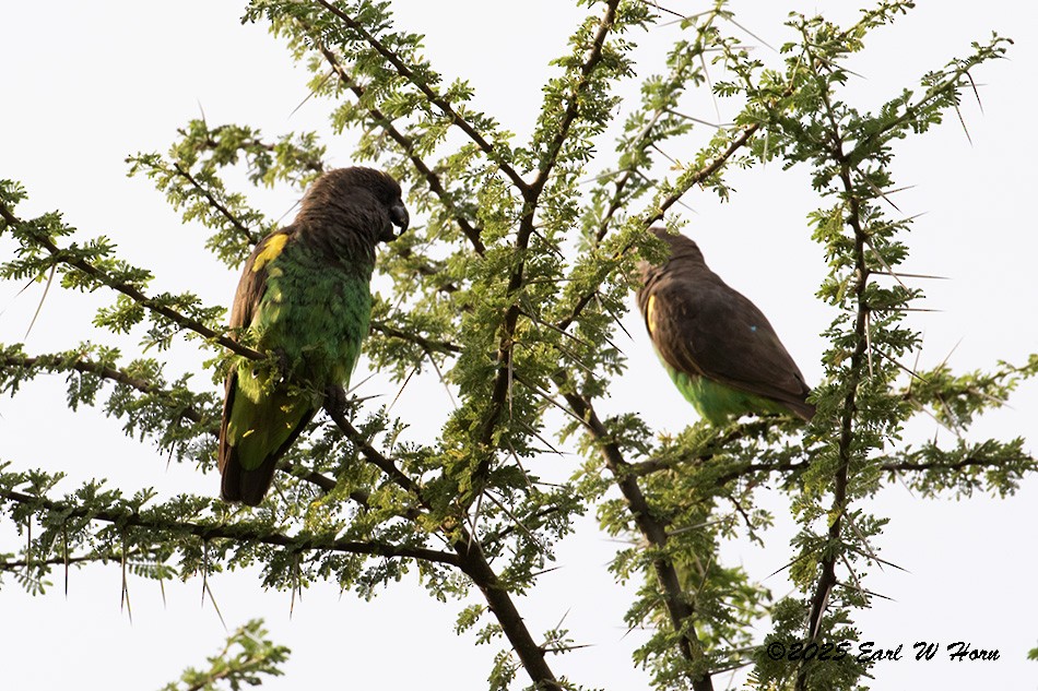 Meyer's Parrot - ML646365255