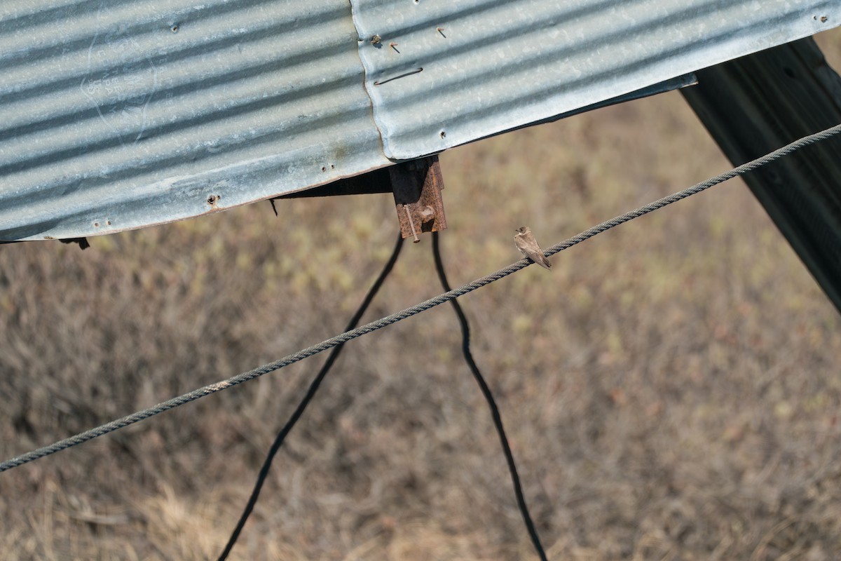 nordtaggsvale - ML646365257