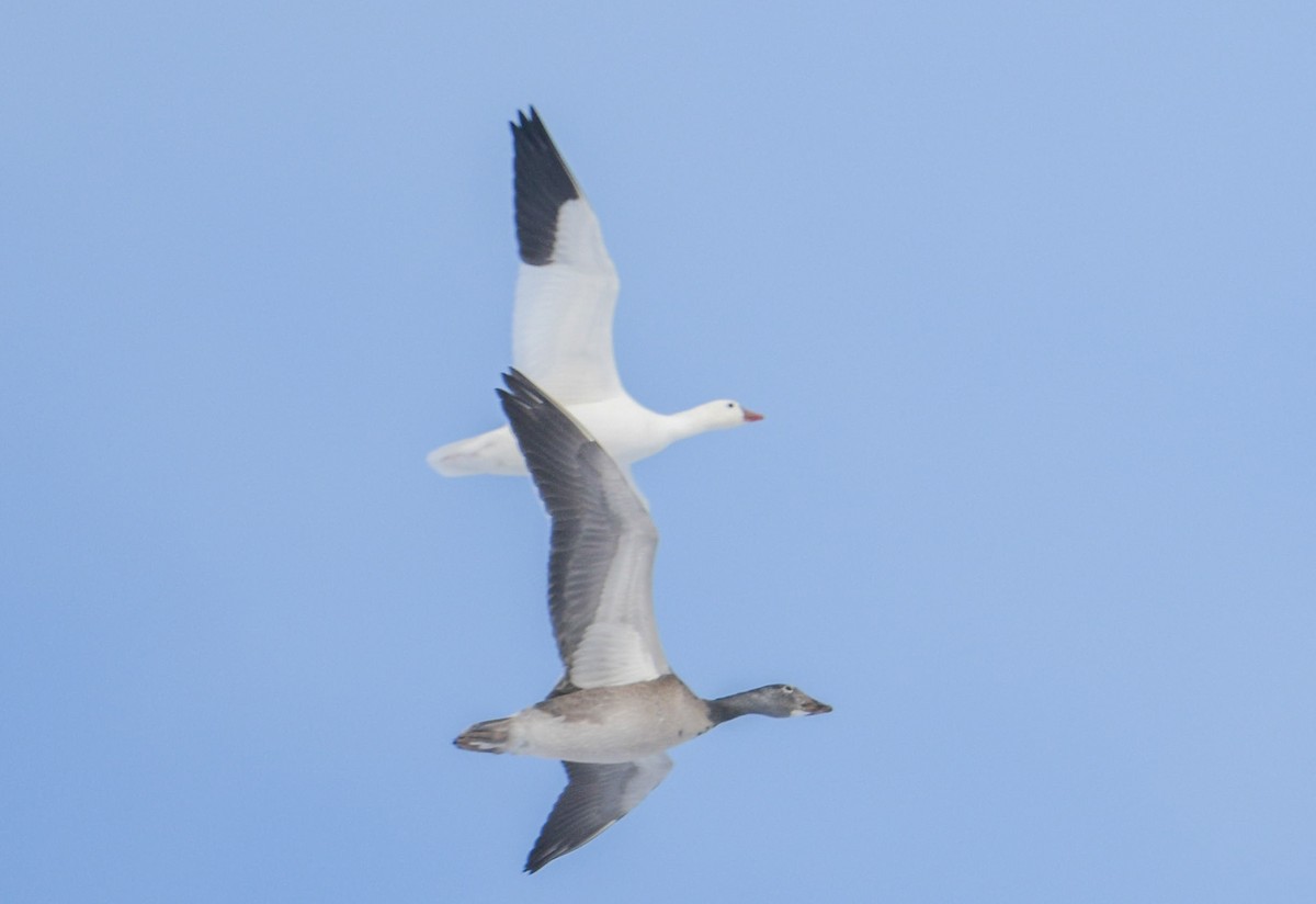 Ross's Goose - ML646365266