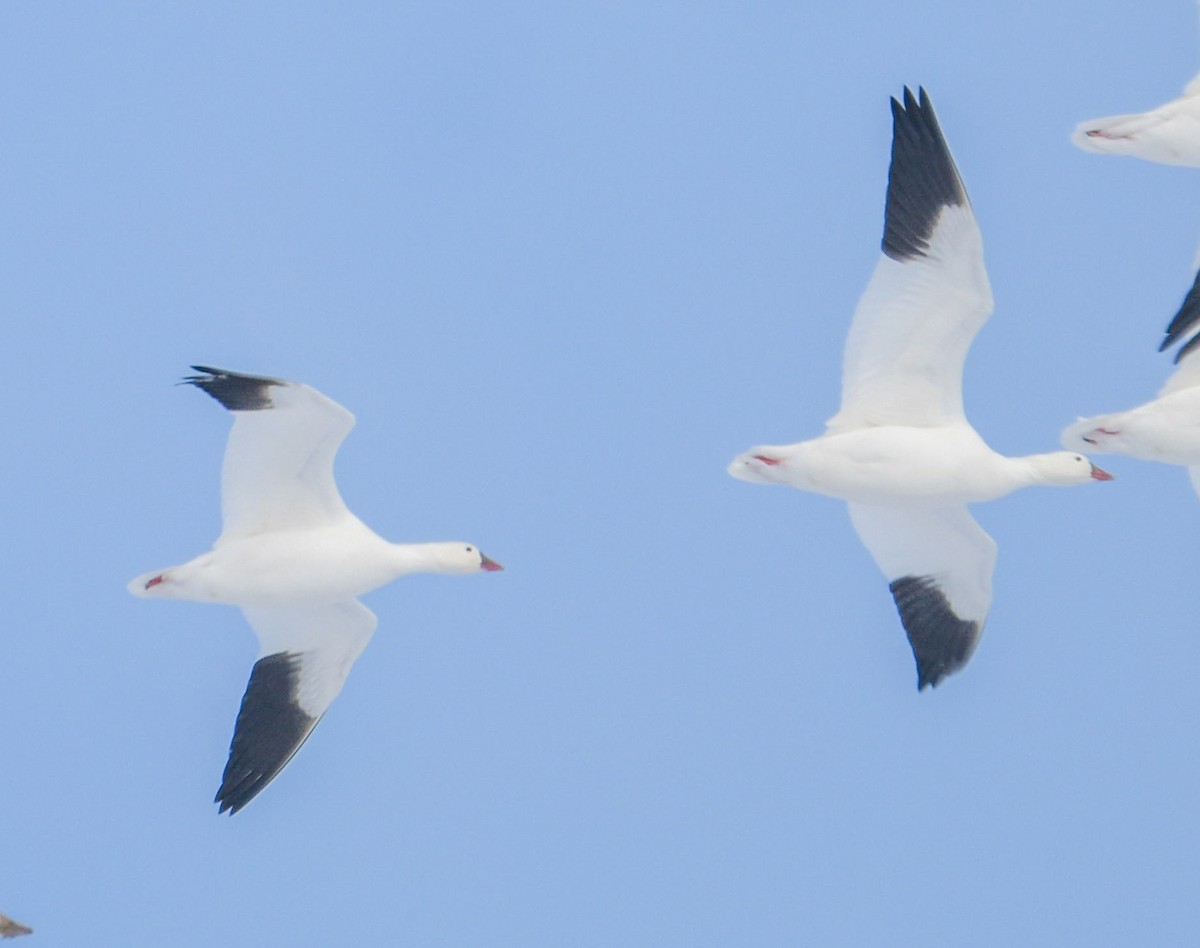 Ross's Goose - ML646365267