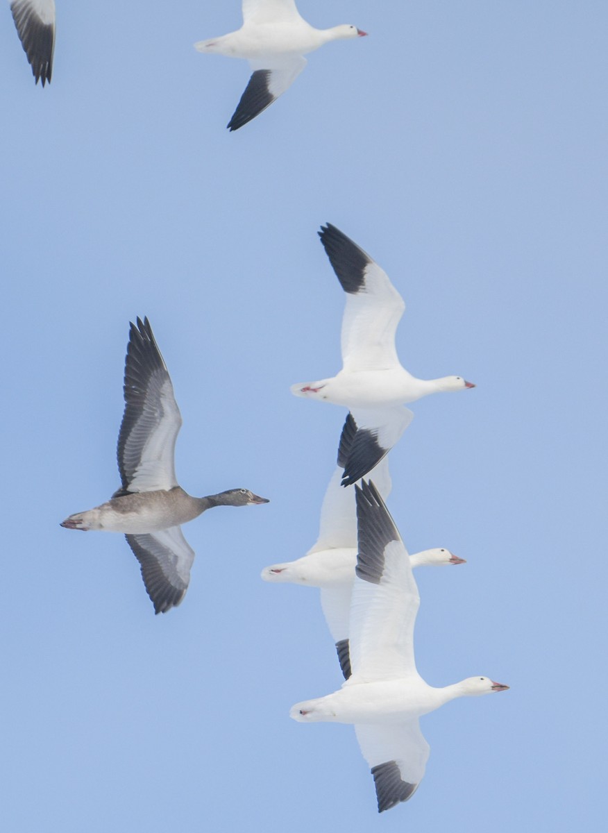 Ross's Goose - ML646365268