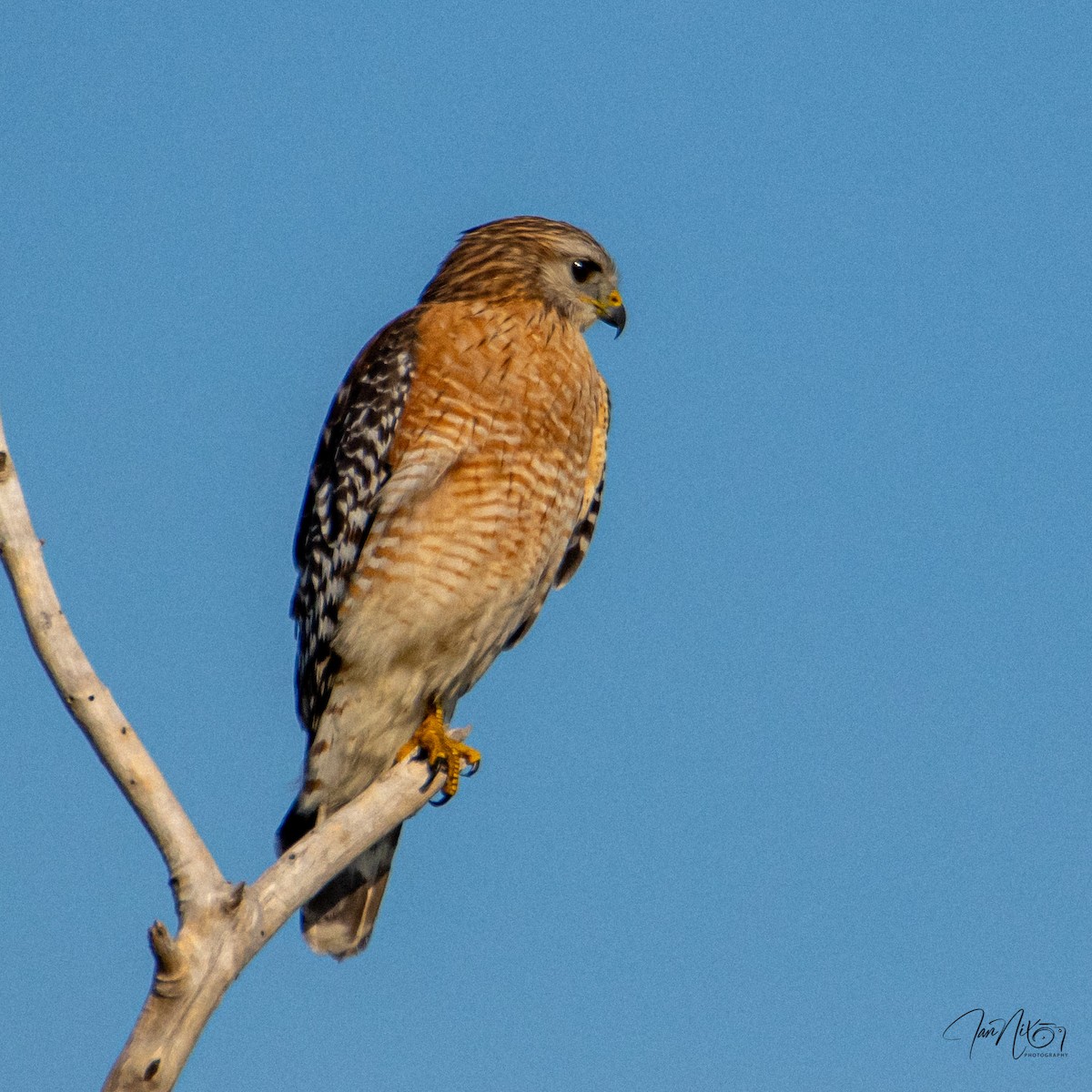 Red-shouldered Hawk - ML646365269
