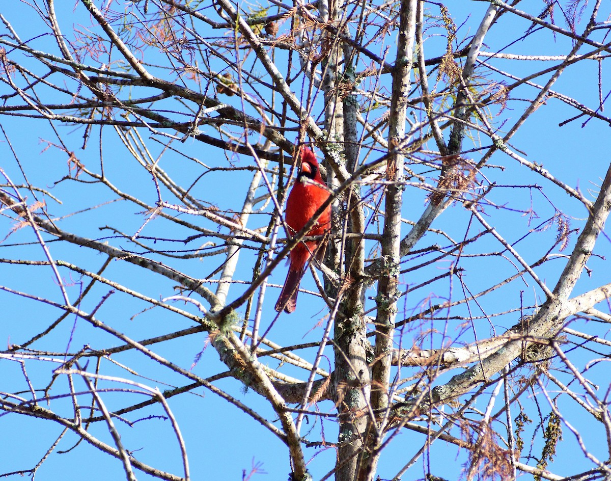ショウジョウコウカンチョウ - ML646365270