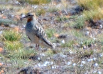 Tawny-throated Dotterel - ML646365271