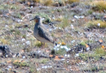 Tawny-throated Dotterel - ML646365272