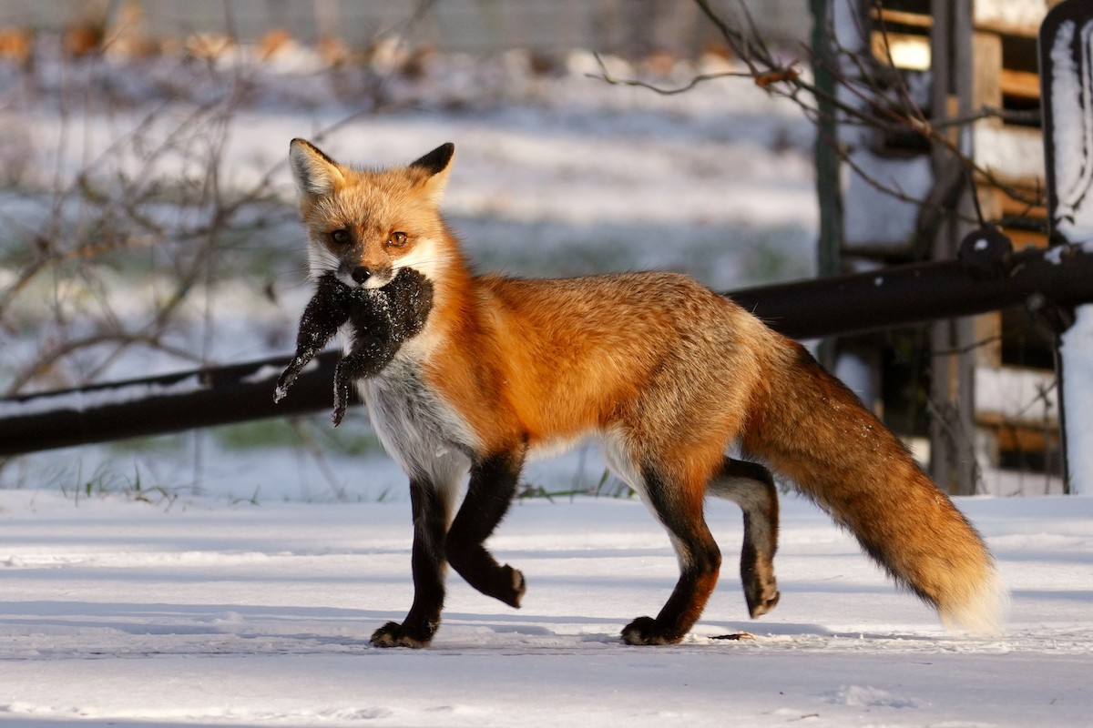 Red Fox - ML646365276