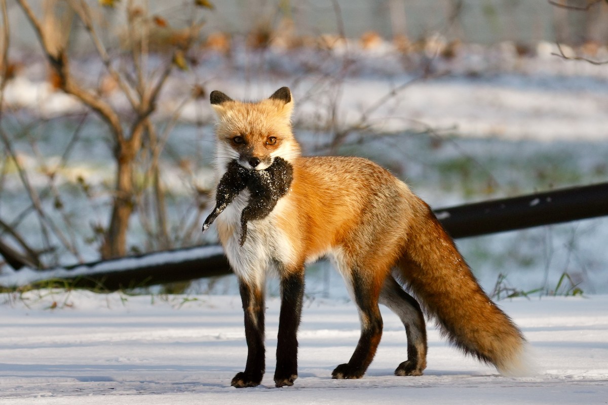 Red Fox - ML646365277