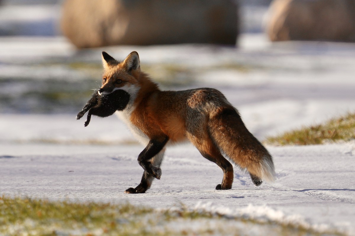 Red Fox - ML646365278