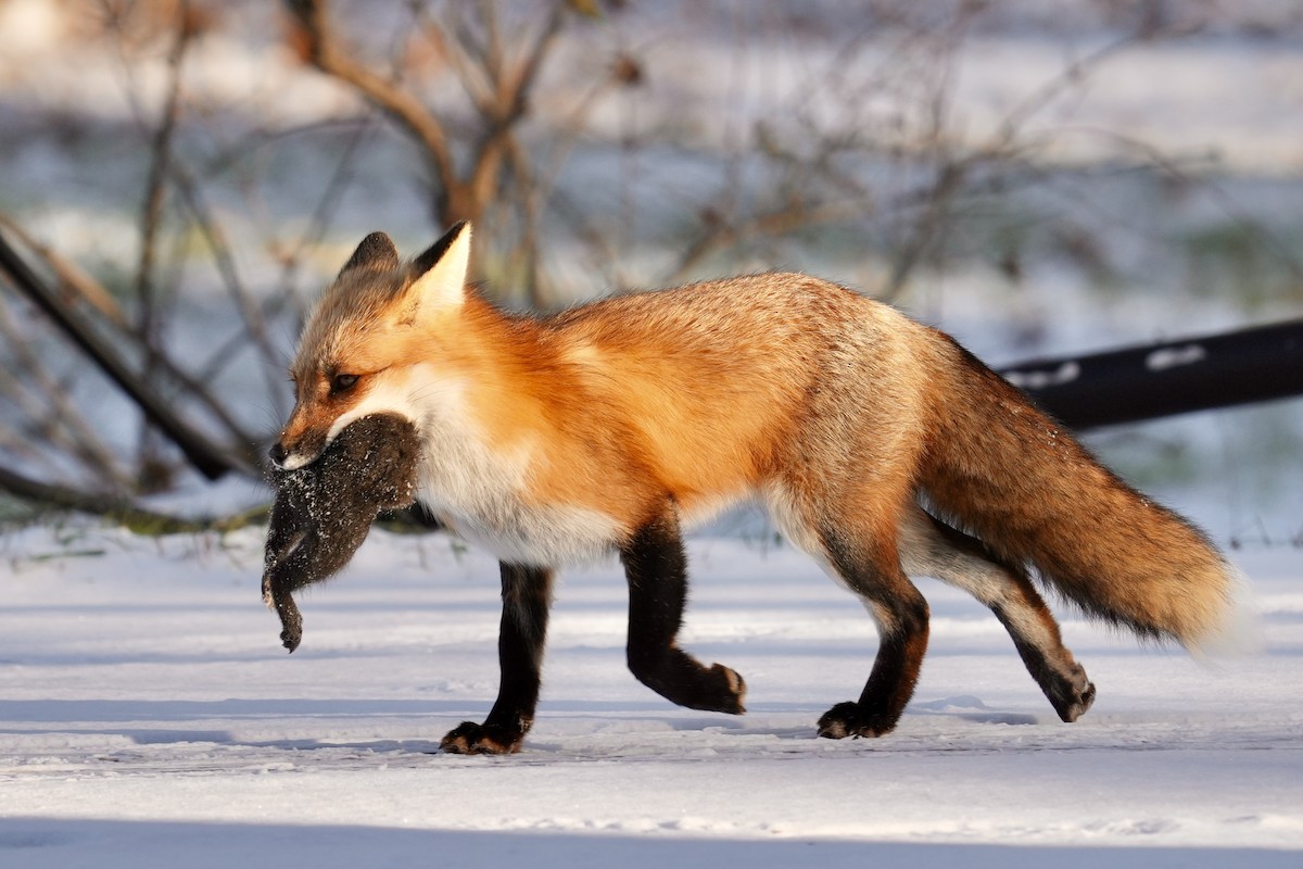 Red Fox - ML646365279