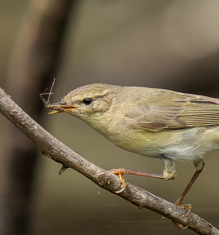løvsanger - ML646365281