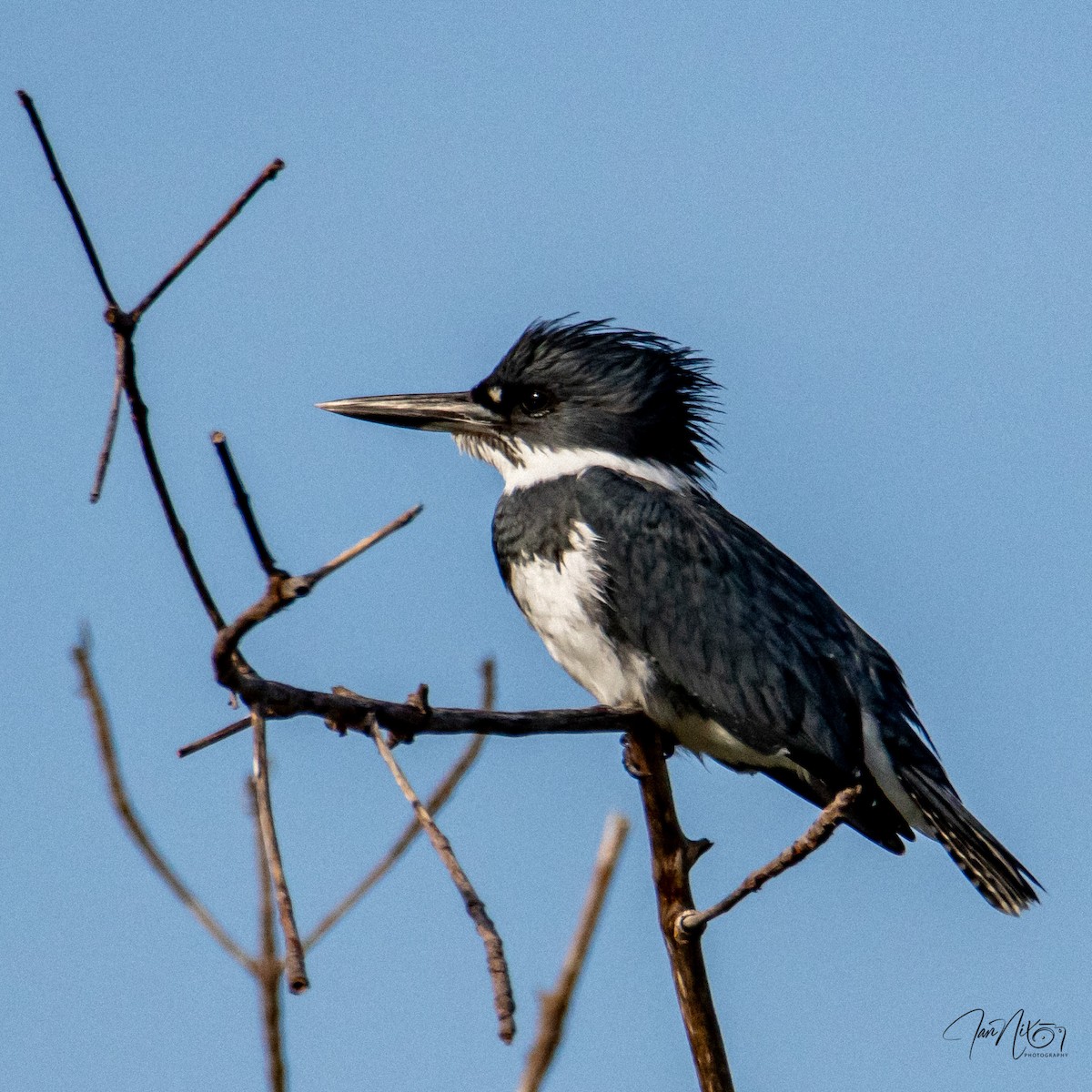 Belted Kingfisher - ML646365282
