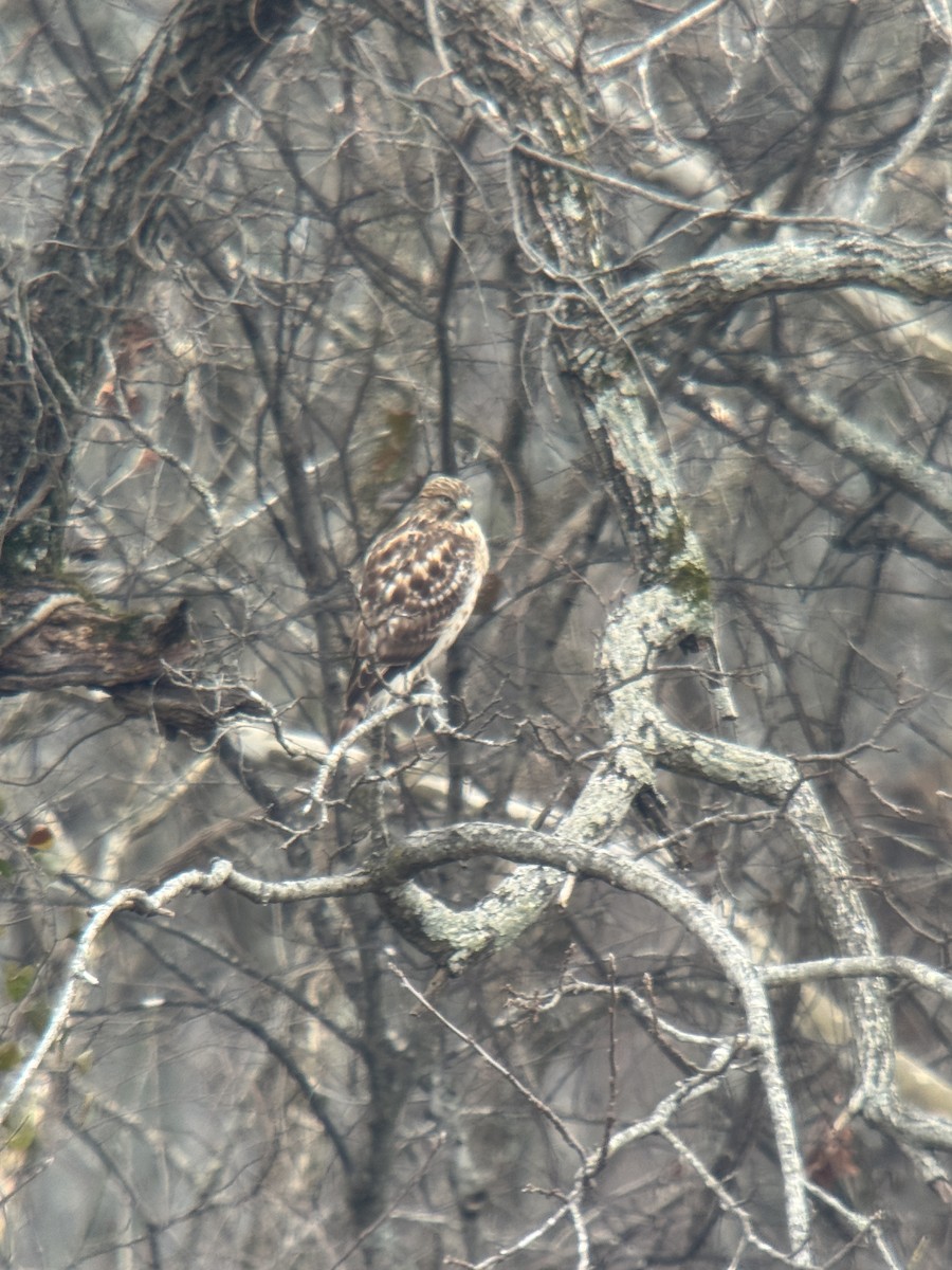 Red-shouldered Hawk - ML646365286