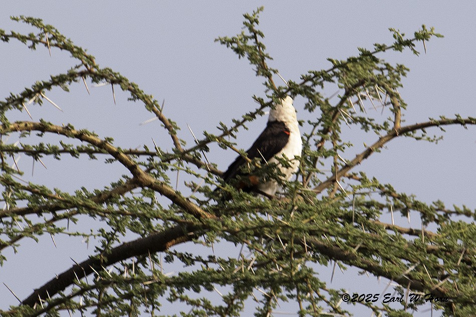 White-headed Buffalo-Weaver - ML646365288