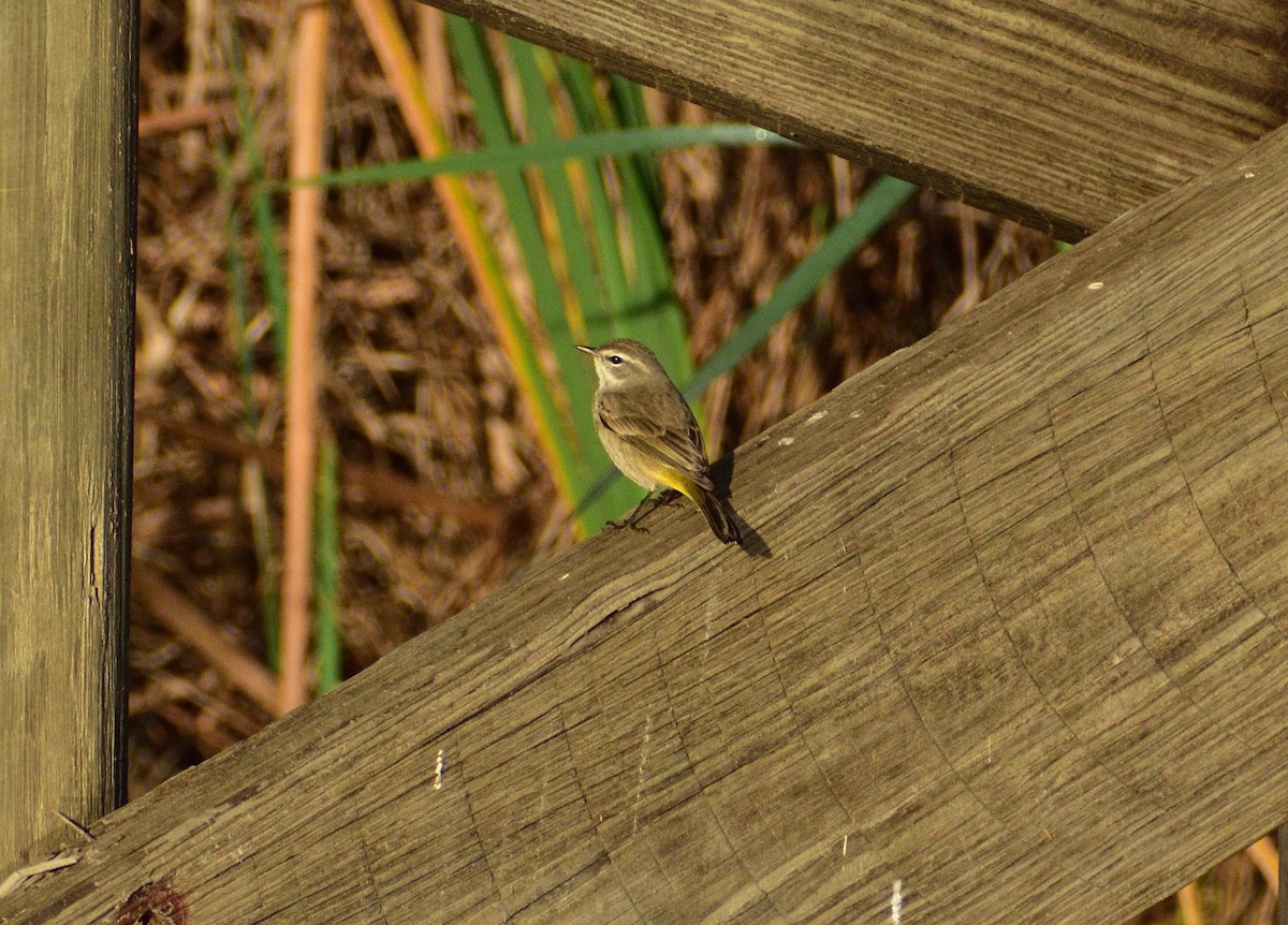 ヤシアメリカムシクイ - ML646365300