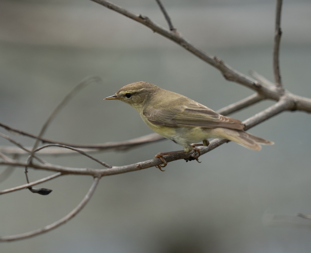 løvsanger - ML646365305