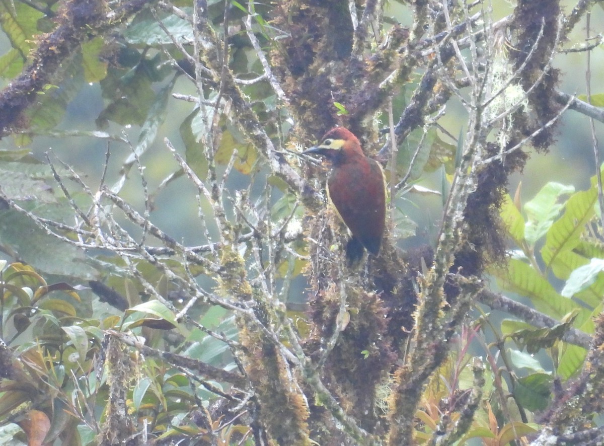 Crimson-mantled Woodpecker - ML646365307