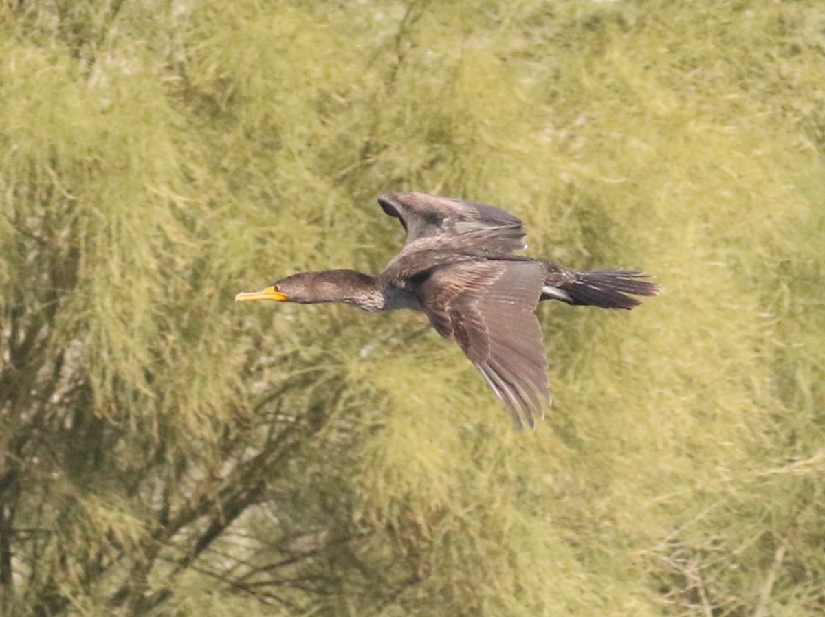 ミミヒメウ - ML646365311