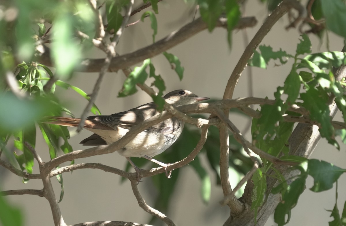 サヨナキドリ - ML646365313