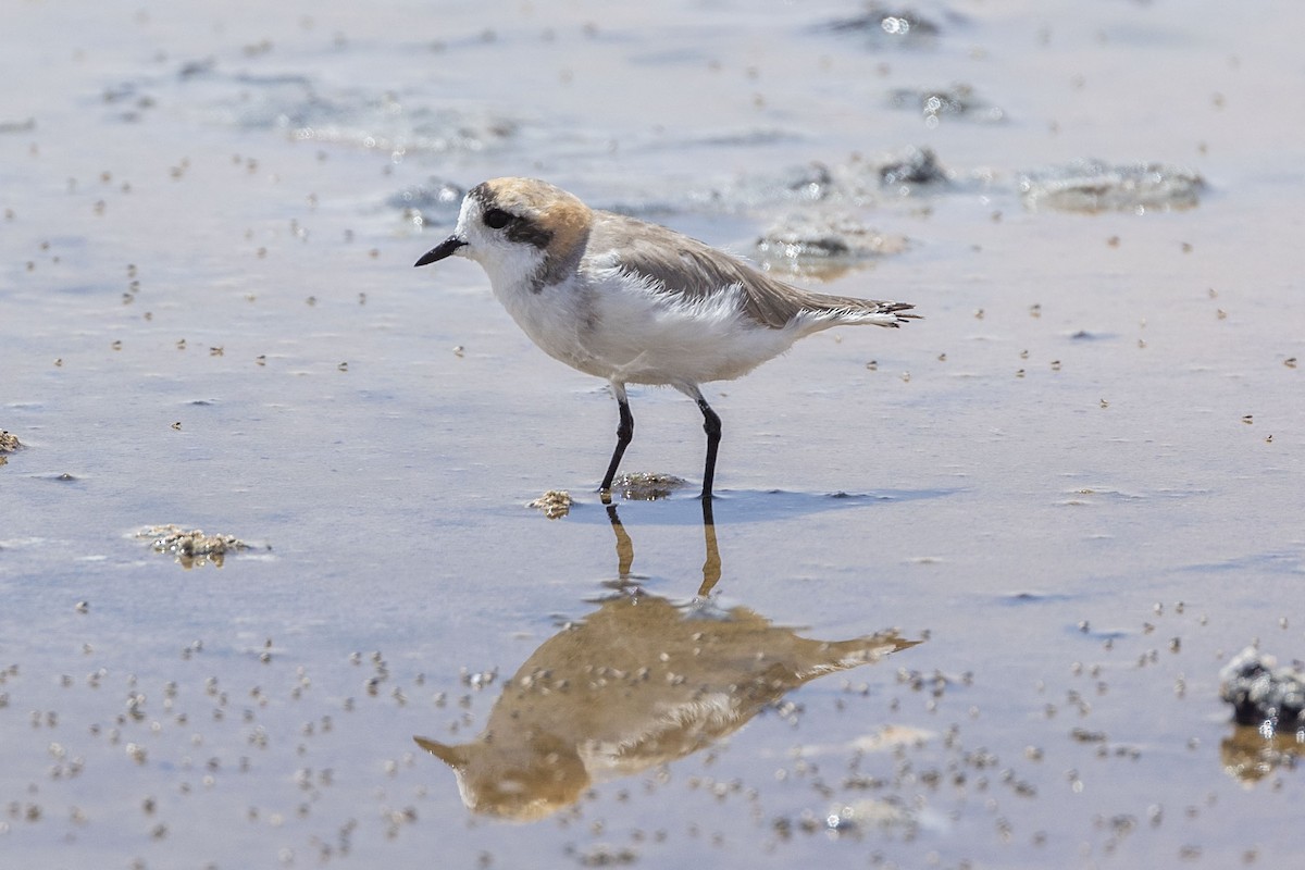 Puna Plover - ML646365315