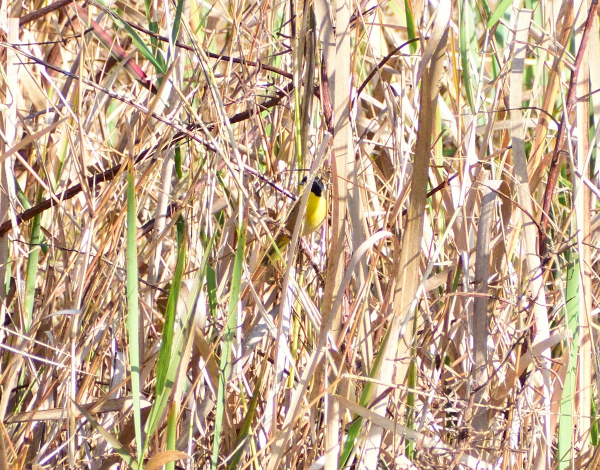 カオグロアメリカムシクイ - ML646365317