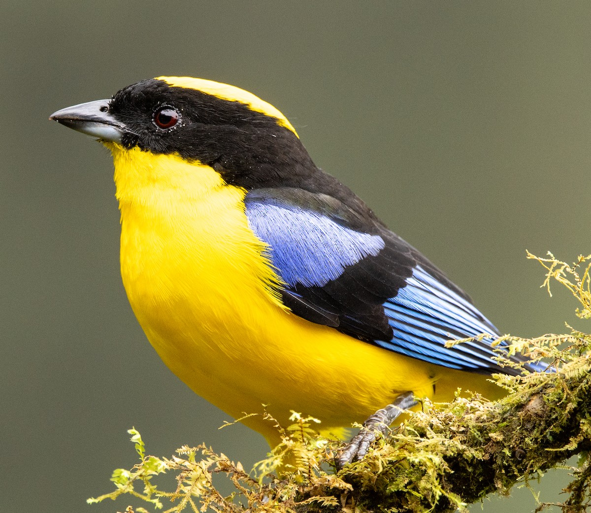 Blue-winged Mountain Tanager - ML646365318