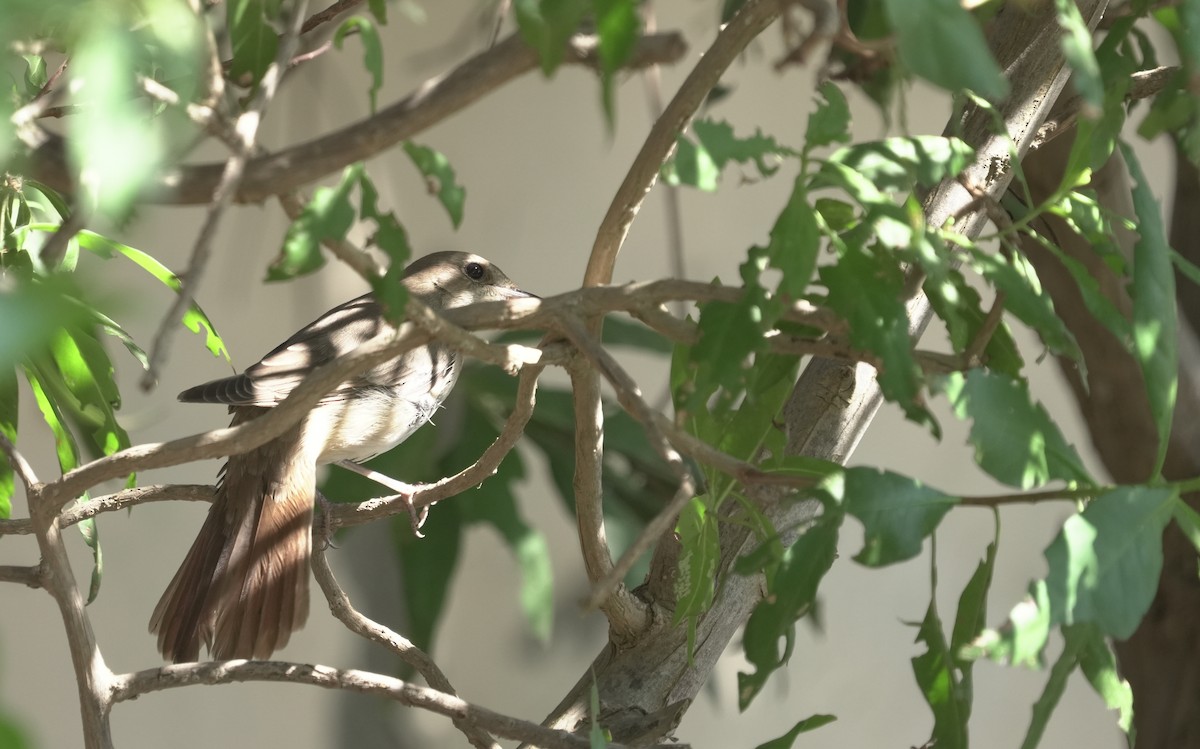 サヨナキドリ - ML646365336