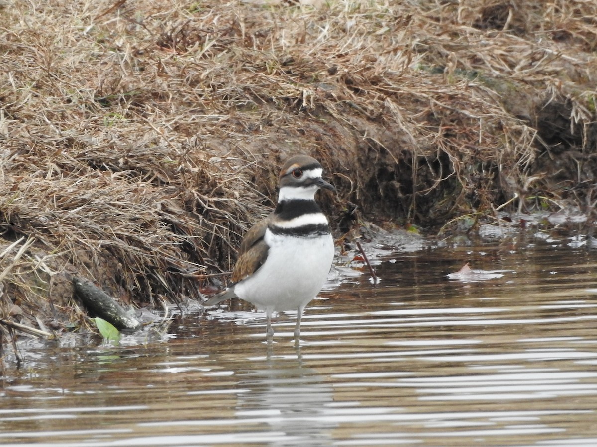 Killdeer - ML646365338