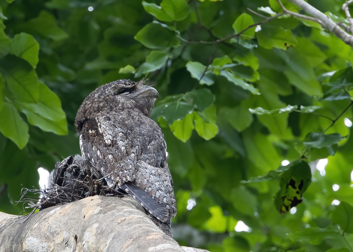 Papuan Frogmouth - ML646365341