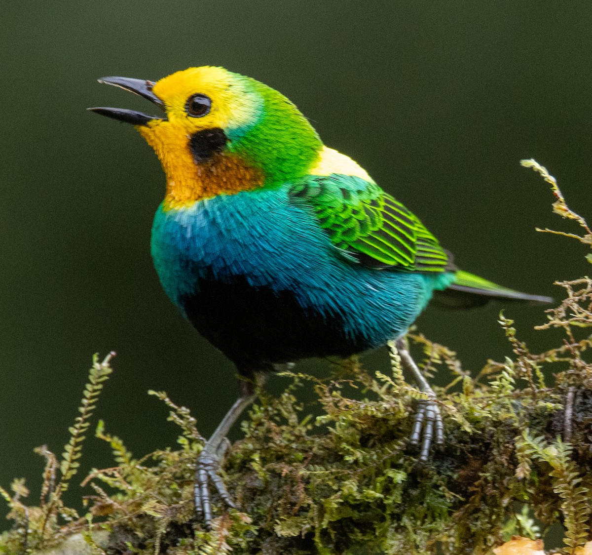 Multicolored Tanager - ML646365342