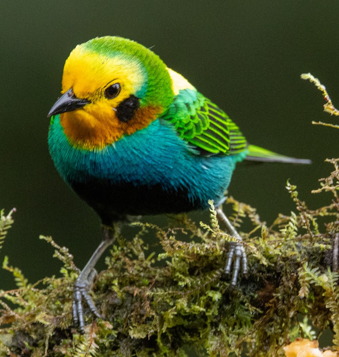 Multicolored Tanager - ML646365343