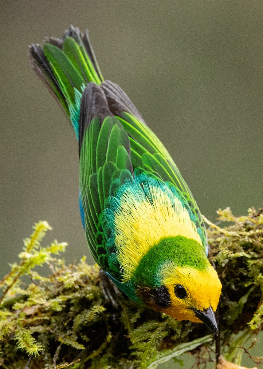 Multicolored Tanager - ML646365344
