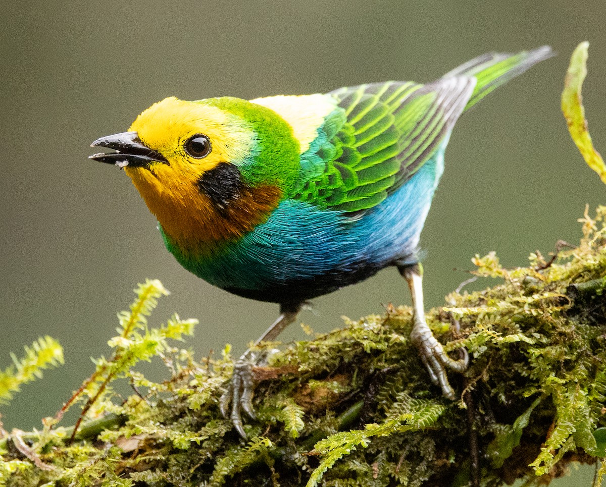 Multicolored Tanager - ML646365345