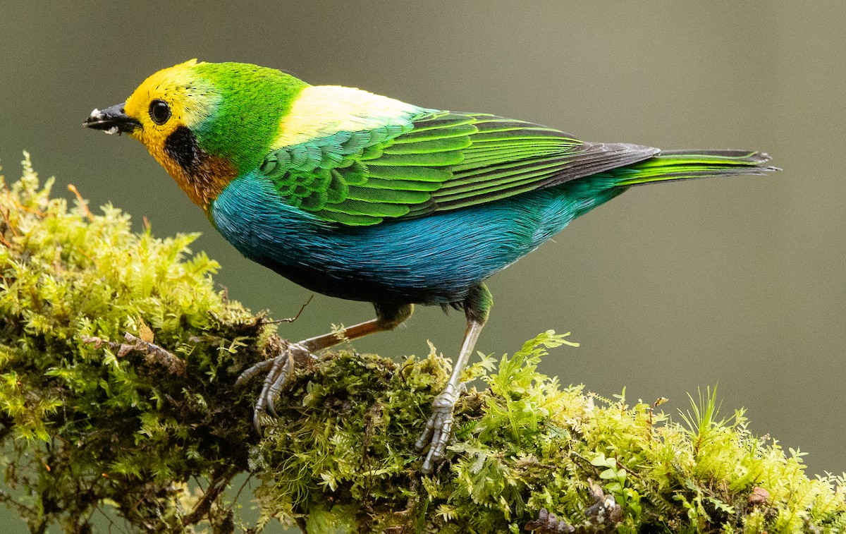 Multicolored Tanager - ML646365346