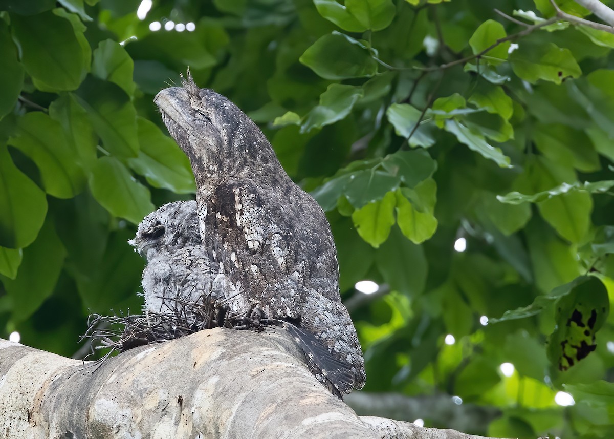 Papuan Frogmouth - ML646365348