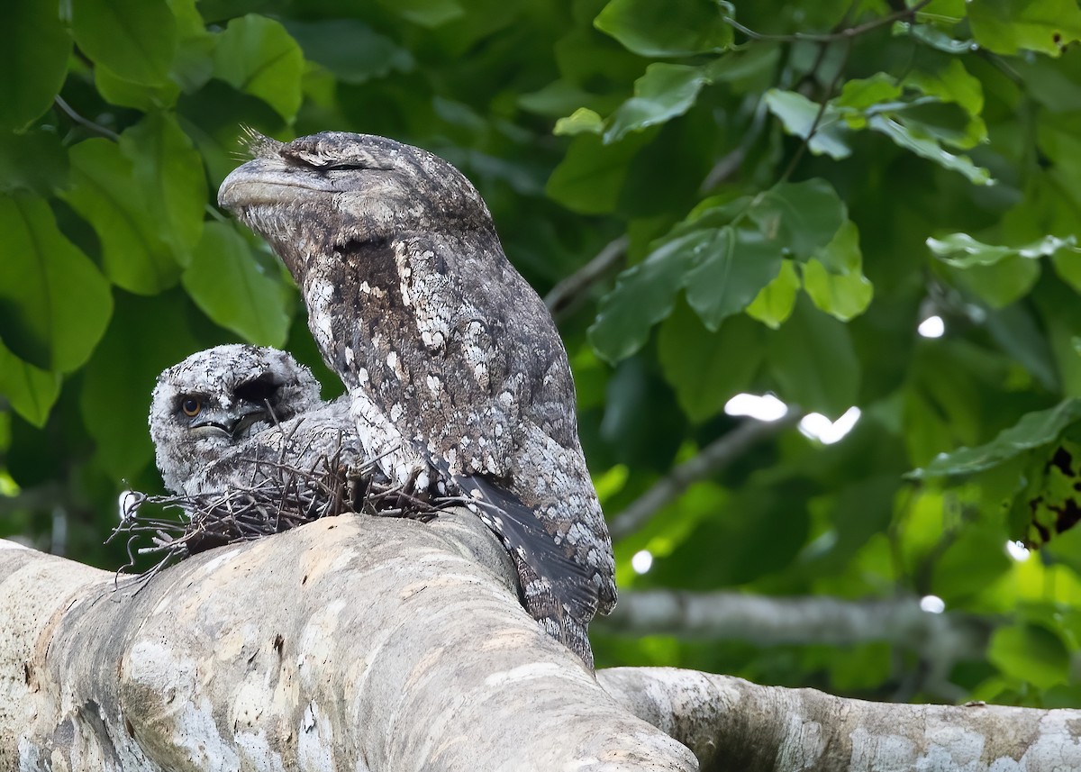Papuan Frogmouth - ML646365349