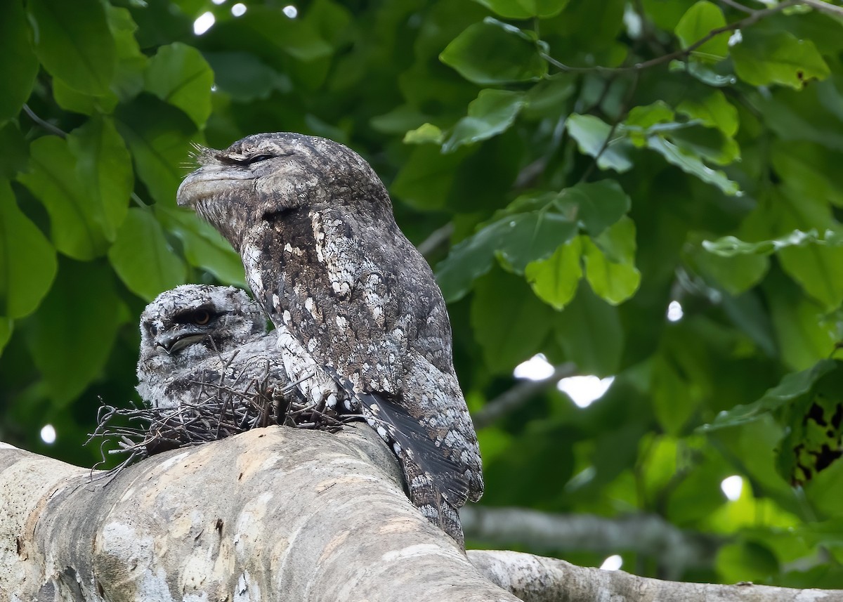 Papuan Frogmouth - ML646365350