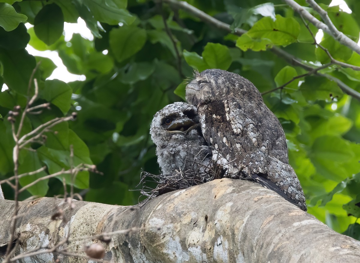 Papuan Frogmouth - ML646365351