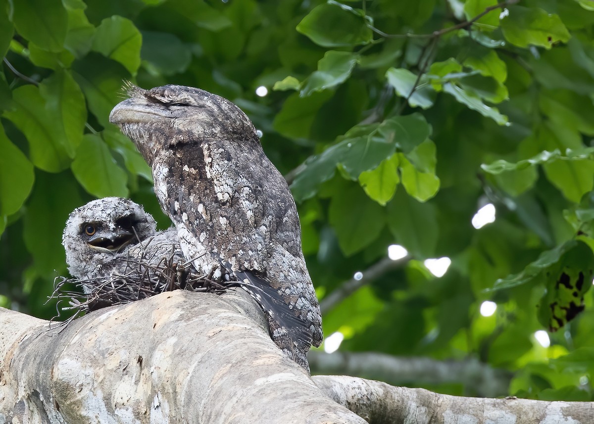 Papuan Frogmouth - ML646365352