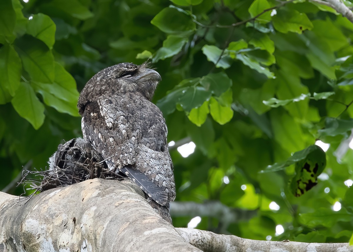 Papuan Frogmouth - ML646365353