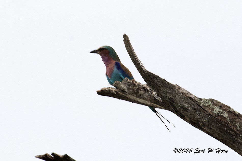 Lilac-breasted Roller - ML646365357