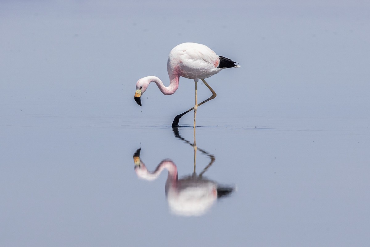 Andean Flamingo - ML646365358
