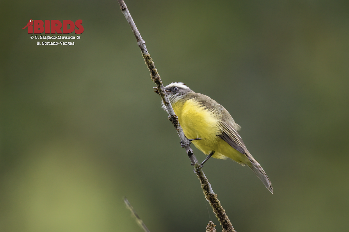 Gray-capped Flycatcher - ML646365359