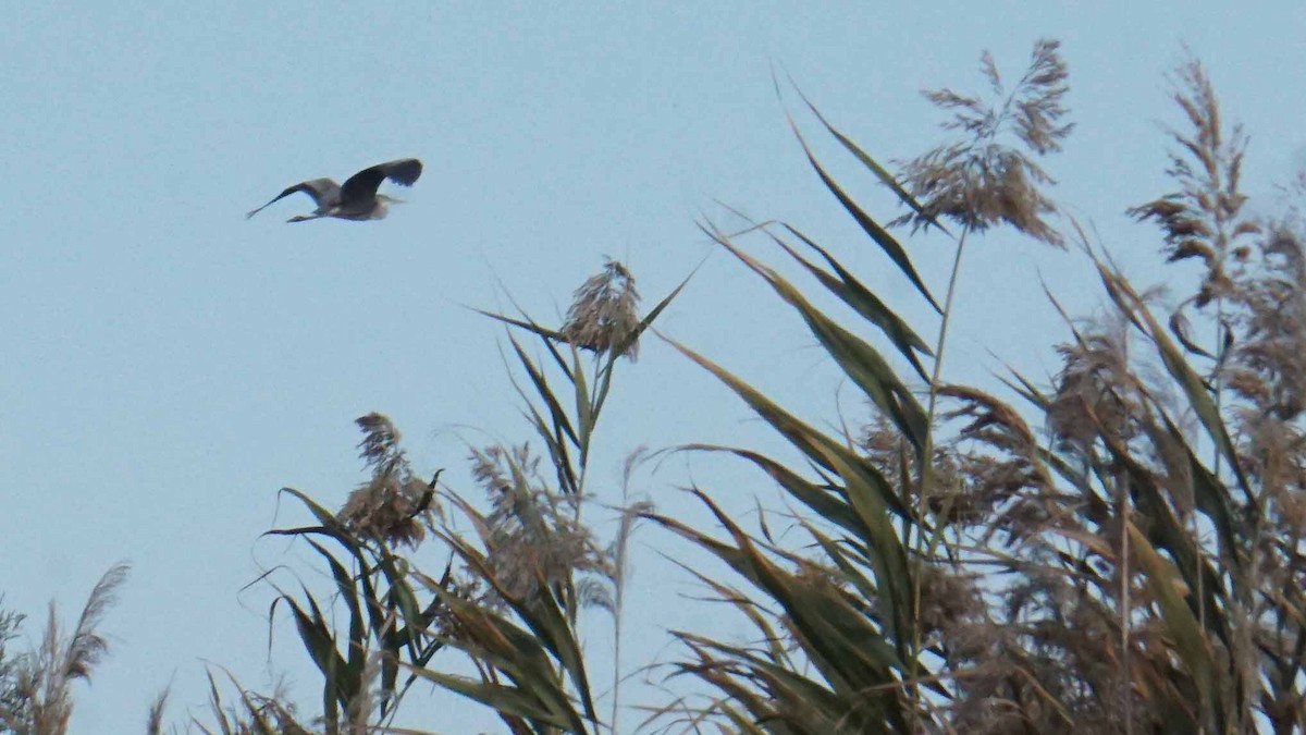 gråhegre - ML646365360