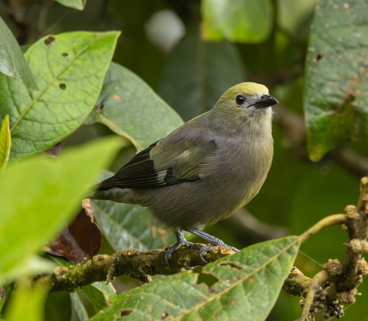 Palmentangare - ML646365364