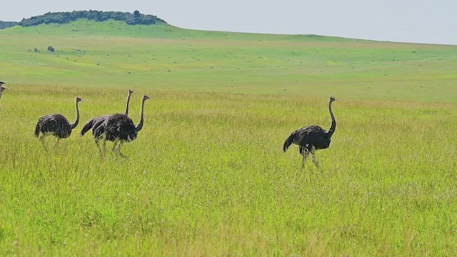 Страус африканський - ML646365365