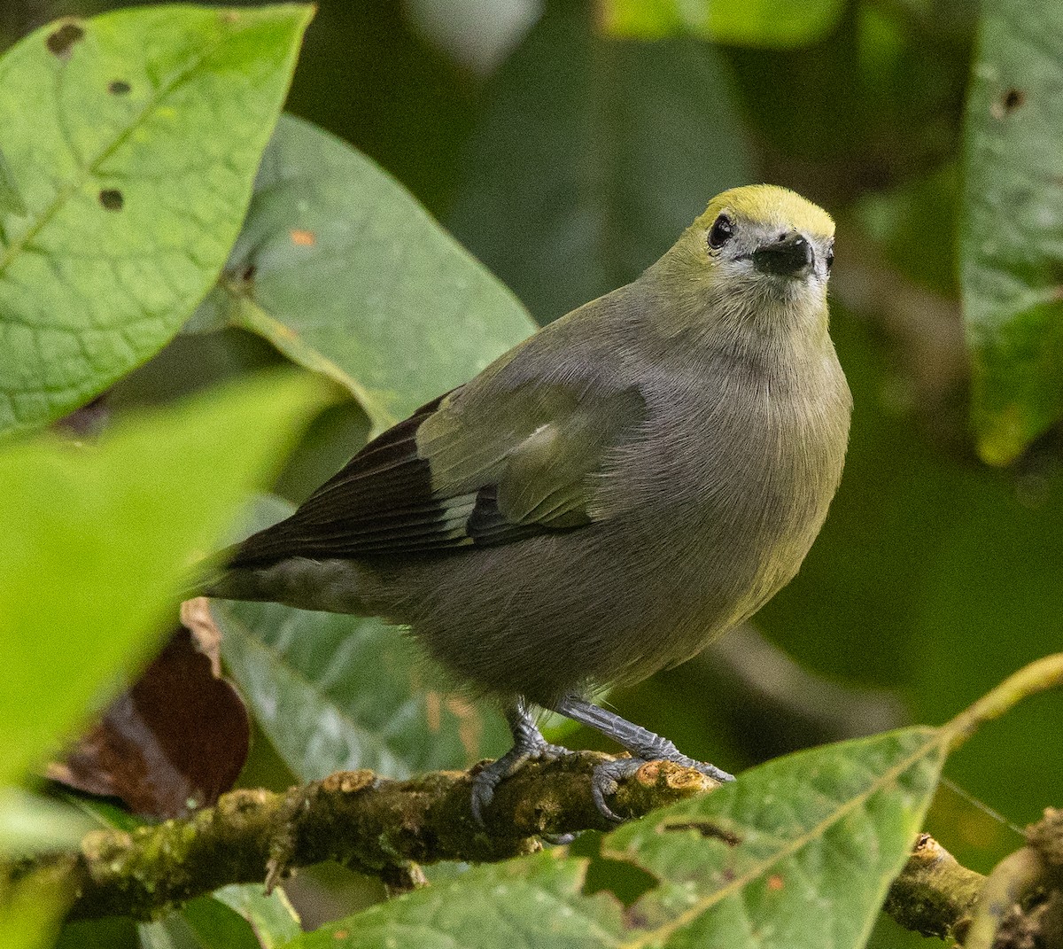 Palmentangare - ML646365366