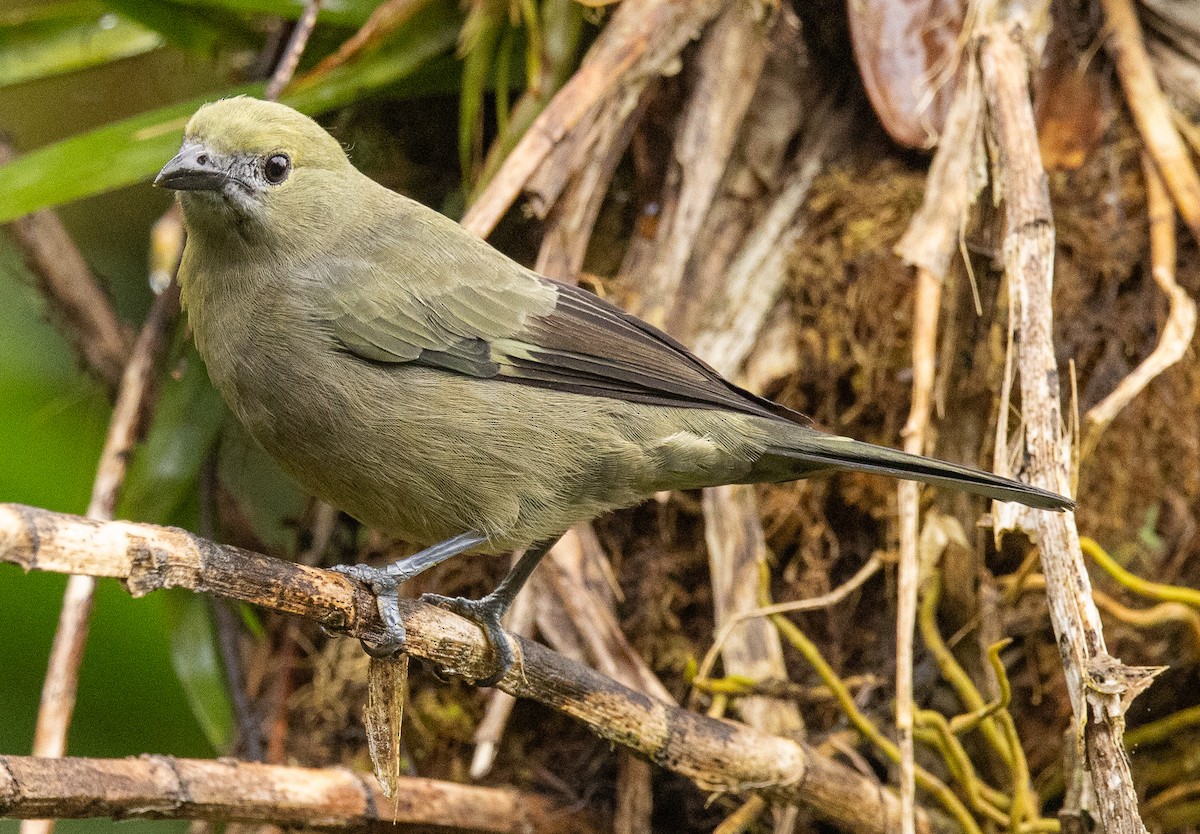 Palmentangare - ML646365367