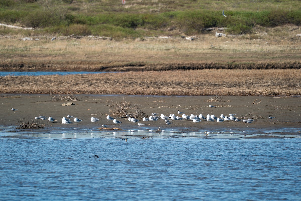 Black-legged Kittiwake - ML646365368