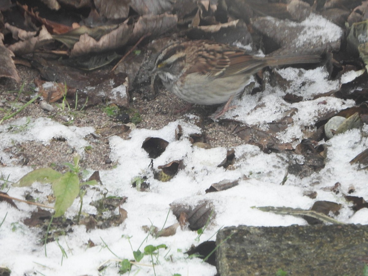 White-throated Sparrow - ML646365373